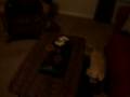 videos de Playing with Biscuit 0106