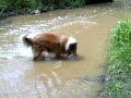 Collie langhaar