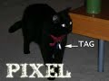 testing the new loc8tor plus device to find my cat. time with loc8tor = 3.5 min, time without loc8tor = about 5 hours.