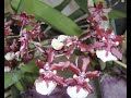 Orchids Slideshow