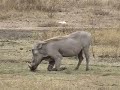 Choroa Safaris Choroa Safaris