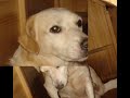 Animais de Estimação Animais de Estimação