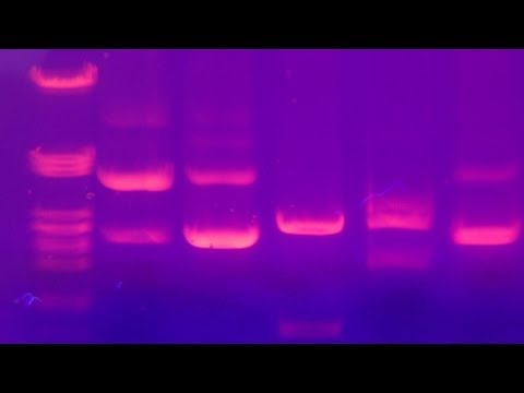 how to isolate dna from agarose gel