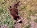 Tamar Otter Sanctuary - Otter Juggling