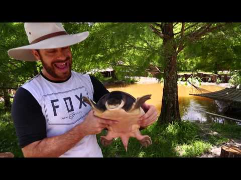 YouTube reptile video