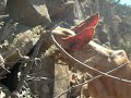 podencos canarios