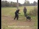 Herta Bene Meritus and Precius Pearl Daker - K9 training