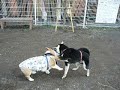 柴犬動画