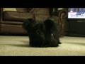 videos de Yorkie Poo Maggie