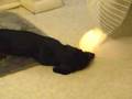 Heater Dog Ming - Take 2 