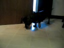 The Great Fly Hunter - Doodle Bug