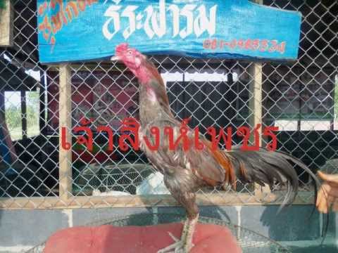 ตลาดไก่ชน - แหล่งรวบรวมไก่ชนสายพันธุ์ตราดท่าพริก เงินแสน-เงินล้าน รับประกันเบอร์แข้ง ซุ้มไก่ชน...
