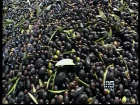 how to grow blueberries in qld