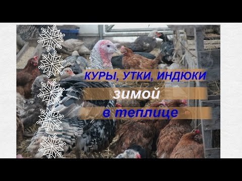 Куры, утки, индюки зимой в теплице. Советы по содержанию.