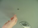 the fly that loved to be tickled
