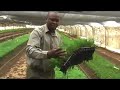 Field Perspectives: Advanced Bio-Extracts (ABE)