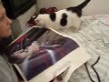 Q13: Idiot Cat