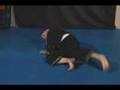 Harimau Pasaman Baringin Sakti Pencak Silat
