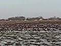 EPAGNEUL BRETON -RAUL CHSRBB,CHSRBT, CACIT,FERMA TIPICO 1.avi