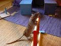 Rat Agility (Deirdre)