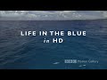 Moon Rising Movie Trailer