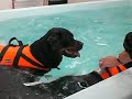 Lace & Silk enjoying a swim
