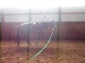 Mitos Smoky Doc - For Sale- Lunging Mitos Smoky Doc - For Sale- Lunging