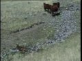 Rocky Mountain Cowboys 09 :cattle dogs at work