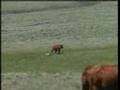 Rocky Mountain Cowboys 09 :cattle dogs at work