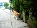 ニャンコ パトロール異常なしにゃ!猫のお散歩体験版(茶トラ白猫のたま)