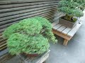 Japanese Bonsai Tree Display