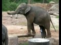 dancing-elephants-elefanti-ballerini.html