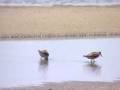 116 - Birds of the Barataria-Terrebonne
