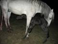 videos de Diego Birth