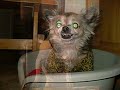 Chihuahuas: Cute or Evil?