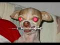 Chihuahuas-Cute-or-E