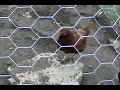 Cocky Balboa