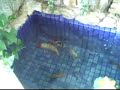 Peixes ornamentais 