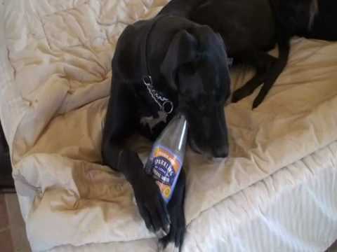 Great Dane Has a Drinking Problem