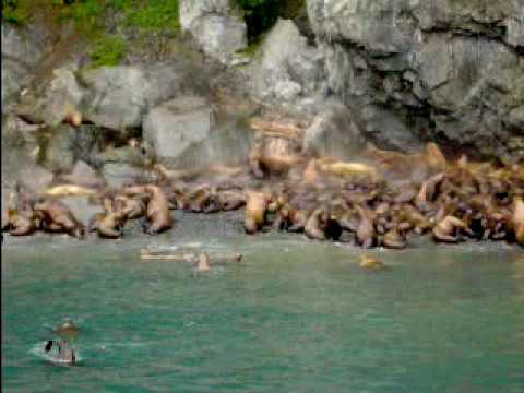 Stellar Sea Lions in Prince William ...