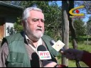 Cauquenes. Polilla de la Uva preocupa a productores. Cauquenes. Polilla de la Uva preocupa a productores.