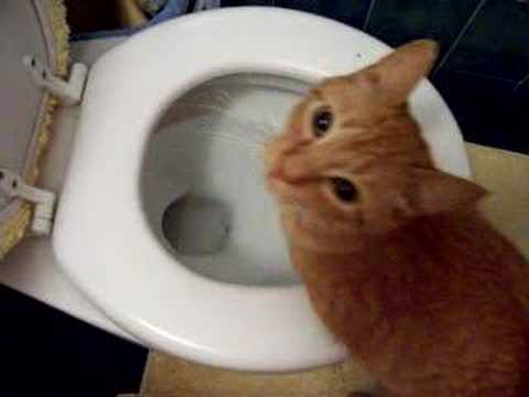 Our cat Timmy has a drinking problem!