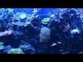 my 300 gallon mixed reef