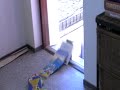 kirja domino kirja domino