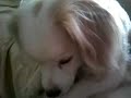 CHESTER THE BURPING DOG CHESTER THE BURPING DOG