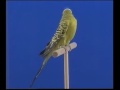 Naturaves - Periquitos 2.avi