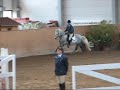 der vierj�hrige connemara-hengst ac-samson af engvang beim abschlu�test des hengstleistungspr�fung f�r reitponys 2008 in prussendorf