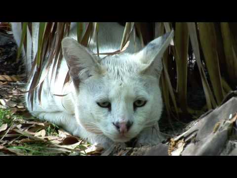 tigon