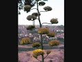 Zen of Century Plant and Humming Bird Zen of Century Plant and Humming Bird