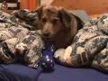 Luna heult mit ihrem Quietschie
